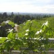 21_Weinprobe